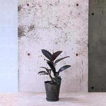 フィカス バーガンディの画像 by cagiさん | インテリアとフィカス バーガンディと観葉植物と植物のある暮らしとインダストリアルと武蔵小山とdesignとTRANSHIPとin tokyoとgreenとグリーンショップとparklife