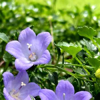 カンパニュラ メリーベル＊の画像 by イレブンさん | カンパニュラと咲いた！と花のある暮らしとカンパニュラ メリーベル＊とおうち園芸と紫の花