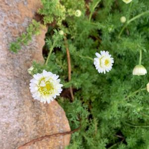 花壇,グランドカバー,庭の花,植中毒,植栽の画像