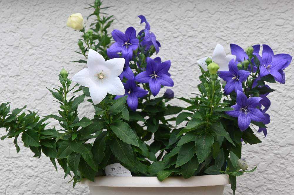 桔梗を球根から咲かせよう💜🤍💗｜🍀GreenSnap（グリーンスナップ）