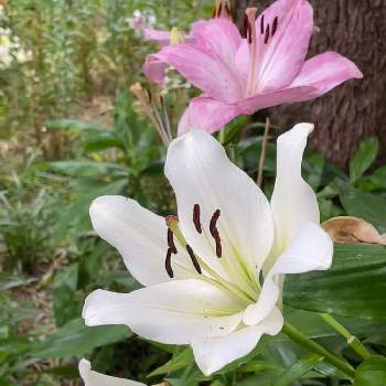 日比谷公園の画像 by poochanさん | お出かけ先とクーリエとユリとアルブフェイラと白い花と日比谷公園