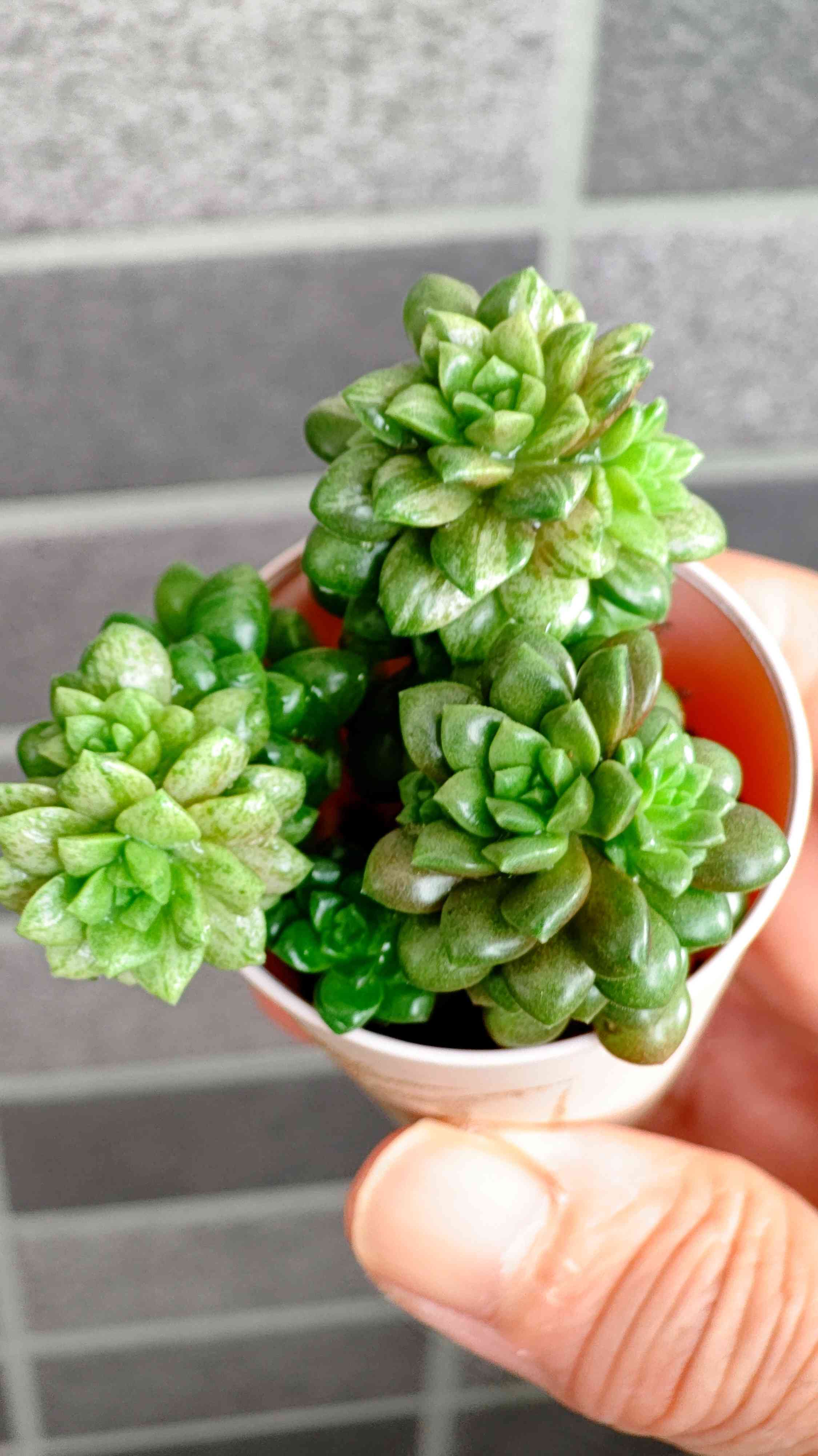 リトルジェム錦の一覧｜🍀GreenSnap（グリーンスナップ）