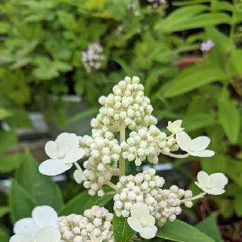 ダルマノリウツギの投稿画像一覧 Greensnap グリーンスナップ