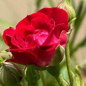 バラ,ミニバラ,赤い薔薇,ミニバラ レッドキャスケード,バラ　レッドカスケードの画像