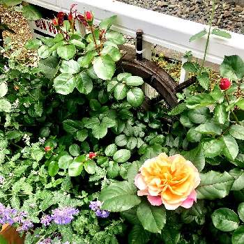 ディスタントドラムスの画像 by ４番中田さん | 小さな庭とディスタントドラムスと大輪と四季咲きとガーデニングと北海道とバラを楽しむと地植えとHTローズ