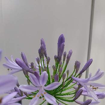 紫もの好き♡の画像 by 砂沙 （シャんシャん）さん | 小さな庭と世界平和と安穏とEnjoy more♫と感謝(^-^)と花いろいろとキレイ✨と元気に育ててますよと個性的とハッピー❣️と女神と紫もの好き♡と可愛い❤️と乙女チック❤と愛  ラブ❤️