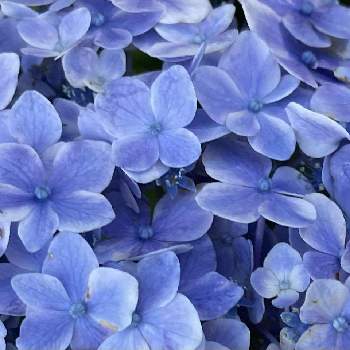 ライトアップの画像 by そらさん | お出かけ先と紫陽花と青い花と美しい花とアジサイ　紫陽花とあじさい寺とかわいいとライトアップとかわいい花