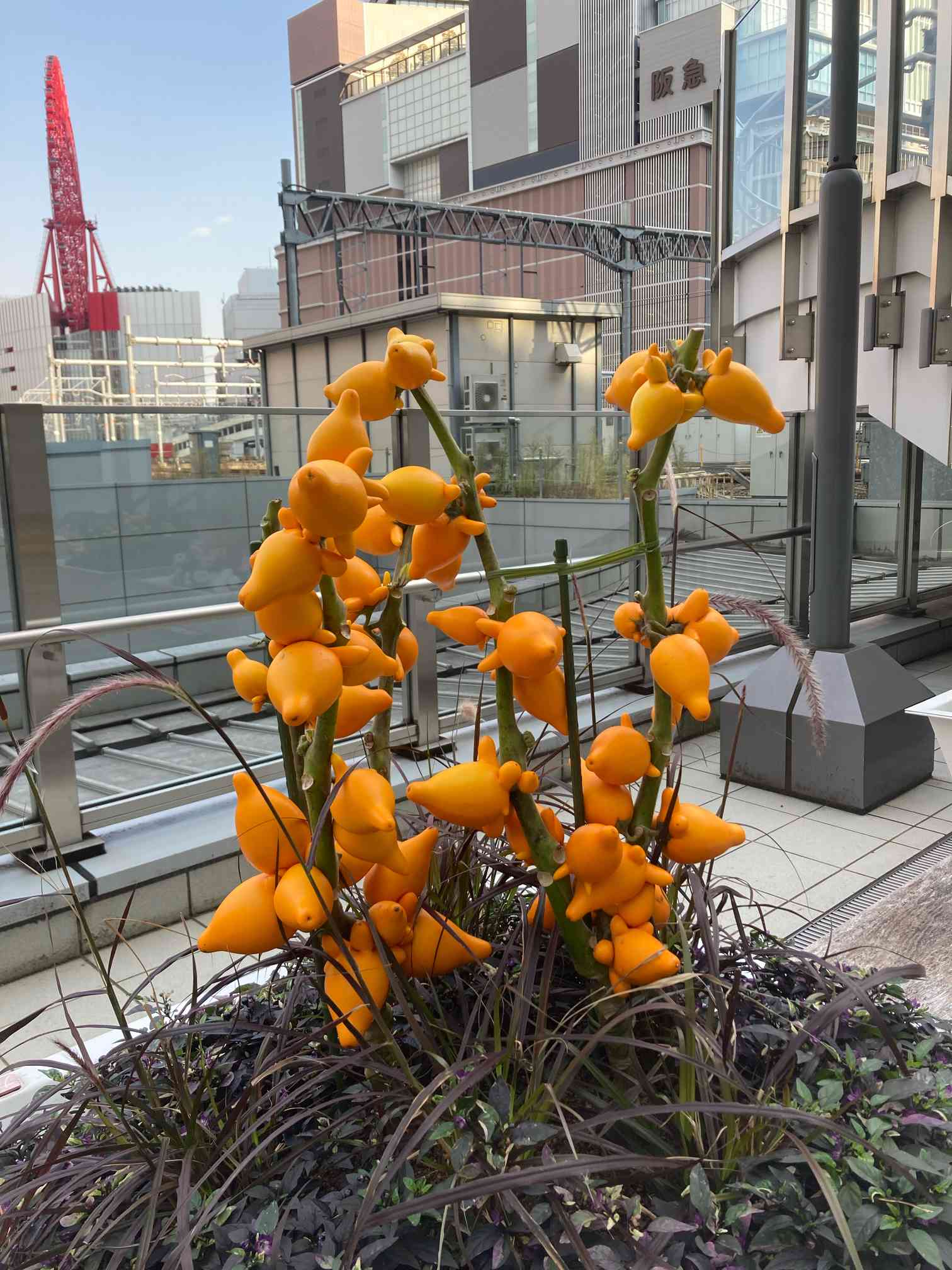 フォックスフェイス　カナリアナス　枝付き3本 フォックスフェイス カナリアナス 枝付き3本 簡単_フォックスフェイス