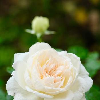 今日のバラの画像 by ボヤージュさん | 小さな庭とバラ ボレロと薔薇に魅せられてとバラ大好きとバラのある暮らしと今日のバラと月曜日にはバラをとバラが好きとばら 薔薇 バラ