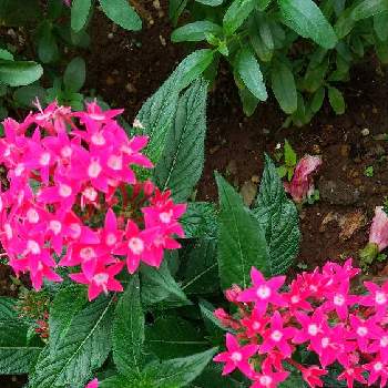 沢山のお花の画像 by スイトピー好きさん | 小さな庭とペンタスと沢山のお花と切り花を楽しむとピンク系のお花と花びらが可愛いと星型のお花