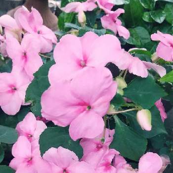 沢山のお花の画像 by スイトピー好きさん | 玄関とインパチェンスと沢山のお花と優しい色と癒される♡とピンク系のお花
