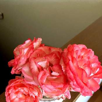 地植えの薔薇の画像 by カットニス♡さん | 階段/廊下とミニバラ　ラブリーモアと薔薇に魅せられてと癒しと地植えの薔薇と薔薇初心者と薔薇♪