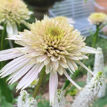 夏の花 の投稿画像一覧 Greensnap グリーンスナップ