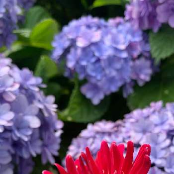 ✨✨✨の画像 by ケン太さん | 小さな庭と✨✨✨とアップ❤️とあじさいの花とあじさいフォトコンテスト2022と色あざやか