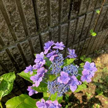 青い紫陽花の画像 by ふむふむさん | 小さな庭と紫陽花♡と青い紫陽花とガクアジサイ♡