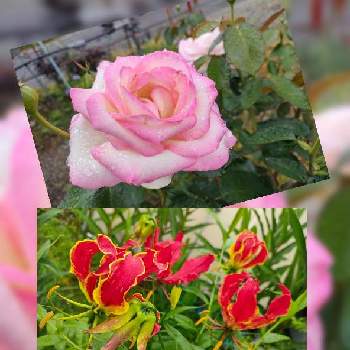 グロリオサ。の画像 by かゆさん | お出かけ先と猫のいる生活とグロリオサ。とガーデニングと花のある暮らしと薔薇♪