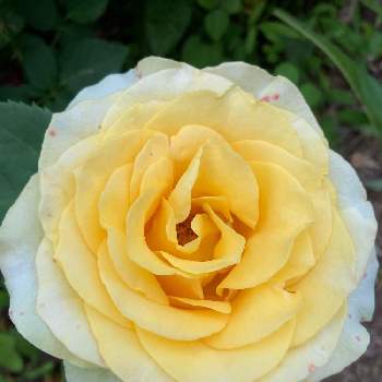 黄色いバラの画像 by ジャスミンさん | 黄色いバラと花のある暮らしとお家園芸