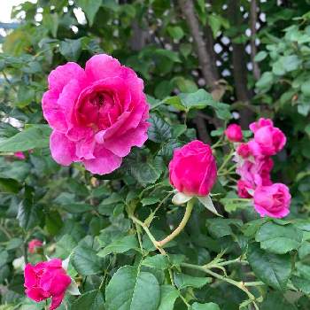 イングリッシュローズ　ヤングリシダス,ばら バラ 薔薇,デビッドオースチン,庭の花,花壇の画像