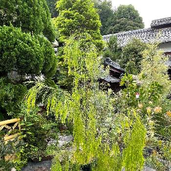 アカシアの画像 by でんえもんさん | 広い庭とアカシアコグナータと アカシアと和の庭とネイティブプランツとオーストラリアとオージープランツ