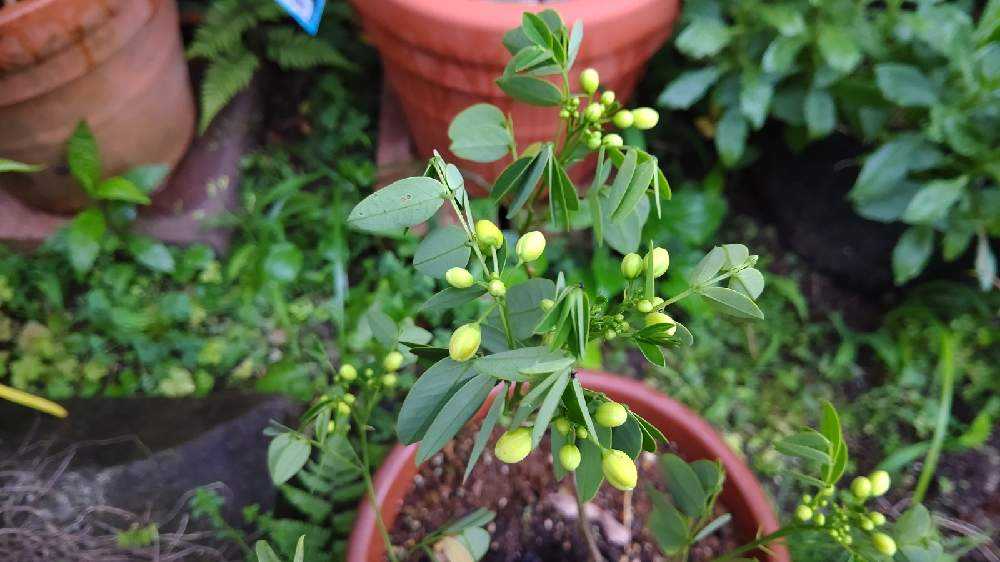 カッシア アンデスの乙女 Greensnap グリーンスナップ