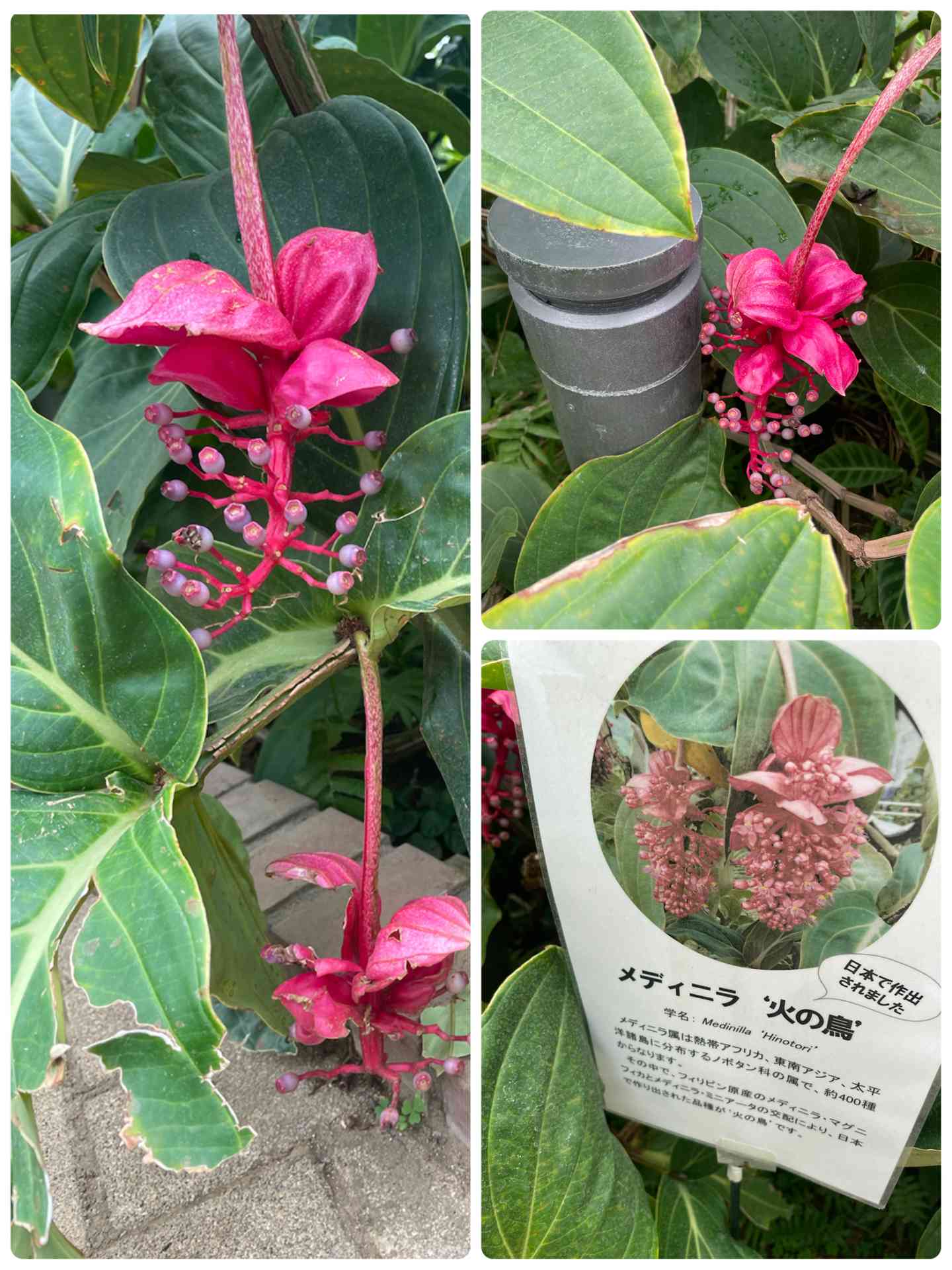 メディニラ 火の鳥の一覧｜🍀GreenSnap（グリーンスナップ）