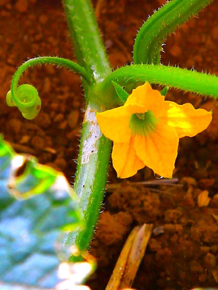 ハグラウリの花の投稿画像 By B ブラボーさん 畑 22月6月日 Greensnap グリーンスナップ Greensnap グリーンスナップ