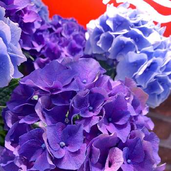 父の日の画像 by EMIさん | お出かけ先と紫陽花 アジサイ あじさいと花のある暮らしと紫のお花と青いお花と父の日と父の日プレゼントとあじさいフォトコンテスト2022