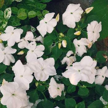 沢山のお花の画像 by スイトピー好きさん | 玄関とインパチェンスと沢山のお花と優しい色と癒される♡と白が綺麗
