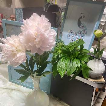 シャクヤク( 芍薬 )の画像 by あっこさん | キッチンとシャクヤクと食卓に花と芍薬 シャクヤク ピオニーと生花と花のある暮らしとシャクヤク( 芍薬 )と切り花とシャクヤクピンク