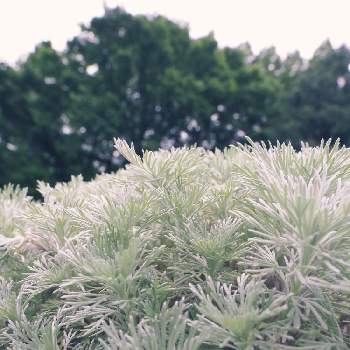 アサギリソウ,山野草,高山植物類,お出かけの画像