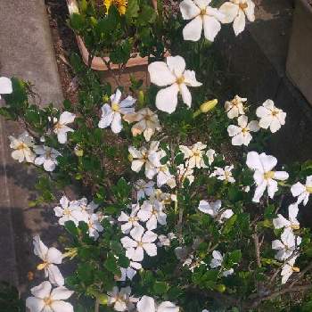 くちなしの花。の画像 by マルネさん | 玄関とくちなしの花。