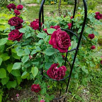 オールドローズの画像 by BEEさん | 広い庭とルイ・フィリップとオールドローズとお気に入り♡と寒冷地OKと高原の庭と強いバラ