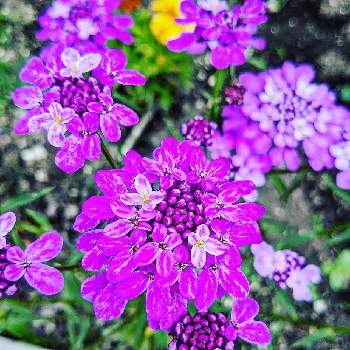 イベリス キャンディタフト の投稿画像一覧 Greensnap グリーンスナップ