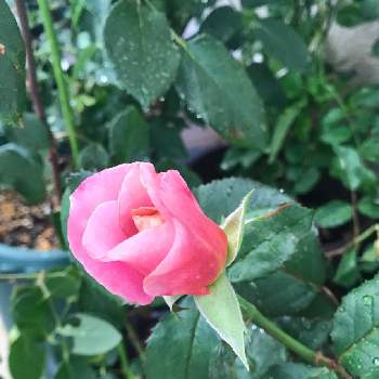 ディスタントドラムスの画像 by yuiさん | 小さな庭とディスタントドラムスとガーデニングとバラ 鉢植えとばら バラ 薔薇
