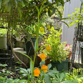 ベル型の花の投稿画像一覧 Greensnap グリーンスナップ