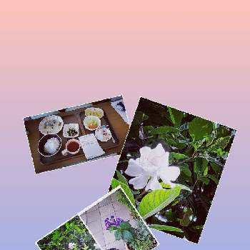 くちなしの花。の画像 by mareaさん | お出かけ先とヘリオトロープ☆とくちなしの花。と産院の食事