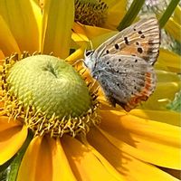 ルドベキア, ベニシジミ,花と蝶,多様性を愛する会の画像