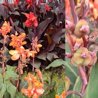 カンナ,カンナの実,花散歩,いつもの公園1️⃣,お出かけ先の画像