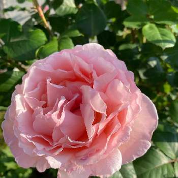 プリンセス シャルレーヌ ドゥ モナコの画像 by ごまくろさん | 広い庭とプリンセス シャルレーヌ ドゥ モナコと地植えとばら バラ 薔薇とばら 薔薇 バラ