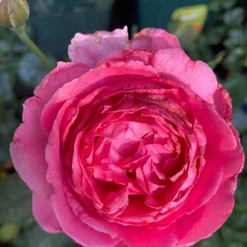 ばらに魅せられての画像 by みるく❤️さん | バルコニー/ベランダと私の癒し♡と薔薇愛同盟とトワパルファムとバラ大好きとワクワクが止まらないとバルコニスト初心者と鉢植えとお花で癒されよう❤️とベランダでバラを♬とバラと暮らす幸せとばらに魅せられて
