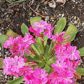 レウィシア,ピンクのお花,ピンクの花,小さな庭の画像