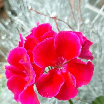 カロケファルス プラチーナの画像 by カマンベールさん | ゼラニウムとゼラニウム カリオペとカロケファルス プラチーナとプラチーナとシルバーリーフとピンクの花と ゼラニウムとピンク❤︎ピンクとシンジェンタとかわいい♡