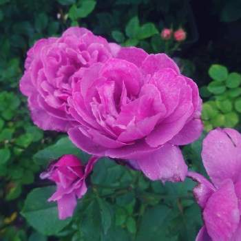 365日薔薇と暮らすの画像 by きらまるさん | 玄関と薔薇愛同盟と薔薇男子と薔薇に魅せられてと薔薇と暮らすとB型と365日薔薇と暮らすとバラのある暮らしと花のある暮らしとロザリアンとバラを楽しむ