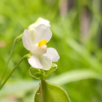 風船かずら花の投稿画像一覧 Greensnap グリーンスナップ