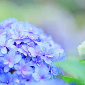 加茂荘花鳥園の投稿画像一覧 Greensnap グリーンスナップ