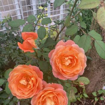 薔薇と夢CLJUBの画像 by ダイアモンドリリーさん | フェンスとレディ・エマ・ハミルトンと薔薇愛同盟と薔薇と夢CLJUBともりもりと可愛いと緑いっぱいと初夏のお庭