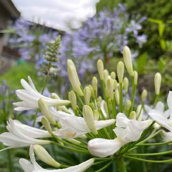 やっぱり白花の画像 by m ユミさん | 小さな庭と花のある生活とやっぱり白花と純白マニアとお花大好と昨日のお花