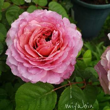 miyabin's rose 2022の画像 by miyabinさん | miyabin's rose 2022と雪国とばら バラ 薔薇とバラはいいなぁと薔薇 アイスフォーゲルとネコ好きとGS映えと植中毒とmiyabin's garden 2022と花のある暮らしとバラ・ミニバラ
