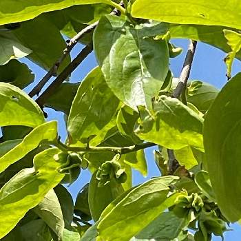 柿の花の投稿画像一覧 Greensnap グリーンスナップ