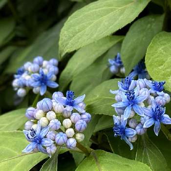 常緑の画像 by ༚˚✧₊⁎ HAPPIER ⁎⁺˳✧༚さん | 常山アジサイ 碧の瞳と常緑と植物のある暮らしと花壇と青い花とおうち園芸とつぼみと可愛いと花のある暮らしとブルーの花
